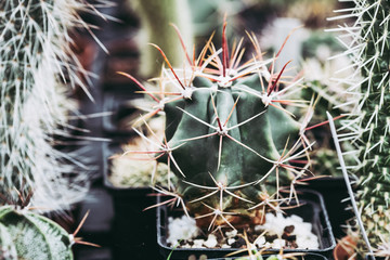 Cactus avec de grandes épines