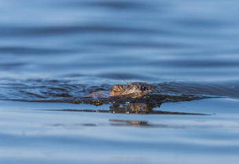 Muskrat