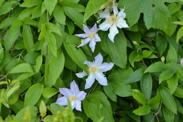 Delicate clematis with pale blue flowers against foliage