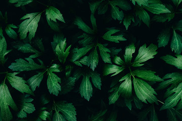 Bright green leaves top view minimalistic background. Floral backdrop concept. Flower petals close up. Floristry hobby. Web banner, greeting card idea