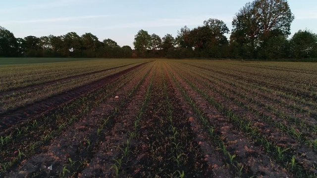Frische Aussaat auf einem Feld f&uuml;r Maisernte