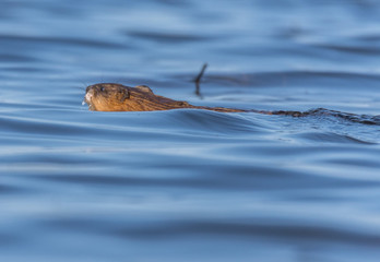 Muskrat