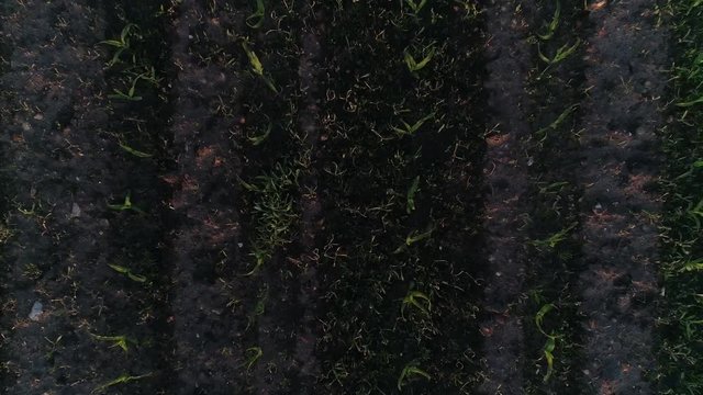 Frische Aussaat auf einem Feld f&uuml;r Maisernte