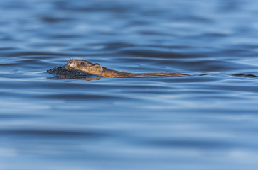 Muskrat