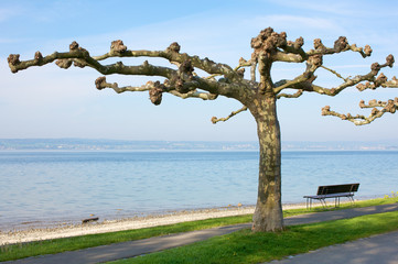 Platane am Bodensee