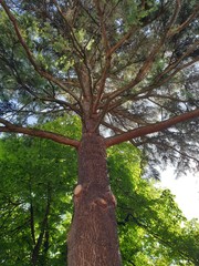 Obraz premium Majestic tree