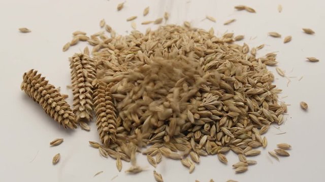 Close up of Barley grains