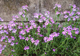Small purple flowers grow near the wall of the house. Concrete background