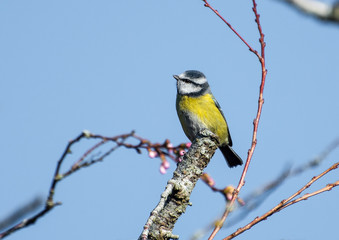 Blue Tit