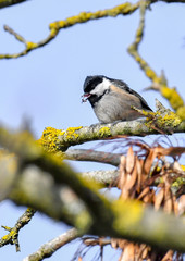 Coal Tit with lunch