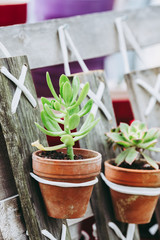 Décoration d'intérieur, plante grasse dans petit pot suspendu