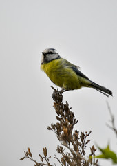 Blue Tit