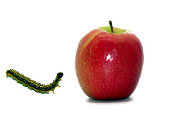 Apfel und Raupe freigestellt auf weißem Hintergrund