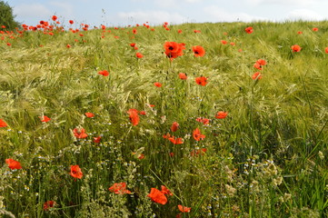 Fototapeta premium Anfang Sommer. Mohnblumen auf den Kornfeldern