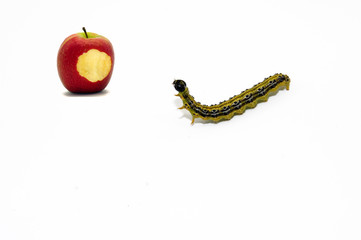 Apfel und Raupe freigestellt auf weißem Hintergrund