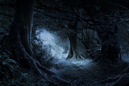 Dark Jungle Images – Browse 409,957 Stock Photos, Vectors, and ...