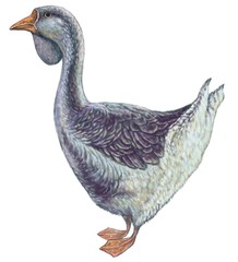 Grey Goose illustration isolated white background