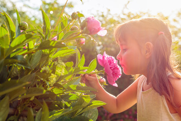 Happy little girl smelling fragrant pink peonies.