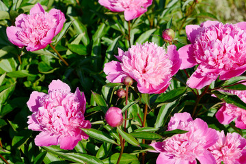 Pink double flowered Peonies in the garden
