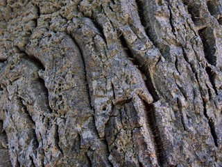texture of bark wood use as natural background