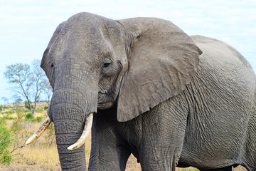 African Elephant (loxodonto africana)