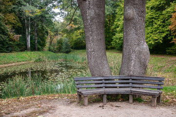 Fototapeta premium Old weathered wood benches with calm pond water background. Two big tree trunks on bank of small overgrown pond. Landscape of Sofiyivsky Park in Uman Ukraine. Tranquil scene in Sofievka Uman park 
