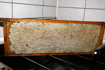 Comb with ripe honey