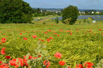 Anfang Sommer. Mohnblumen auf den Kornfeldern