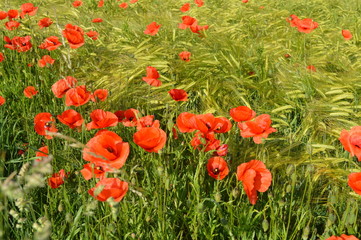Anfang Sommer. Mohnblumen auf den Kornfeldern