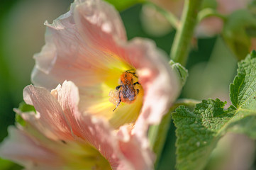Close-up of a bumblebee covered with pollen from a beautiful flower in the morning sun taken with shallow depth of field.