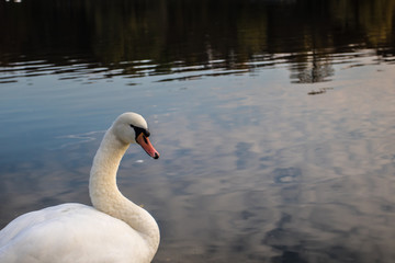 Schwan auf spiegelndem See