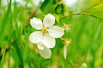 Inflorescence white flower of Apple on a blurred green summer background. Close up