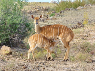 Nyalababy trinkt bei Mutter