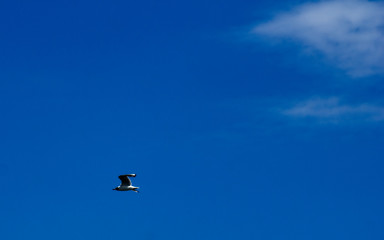 Flying Seagull