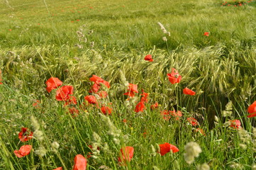 Anfang Sommer. Mohnblumen auf den Kornfeldern
