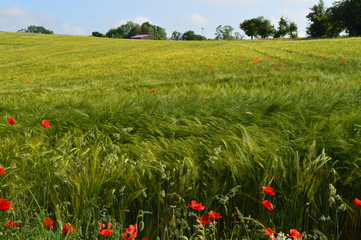 Anfang Sommer. Mohnblumen auf den Kornfeldern