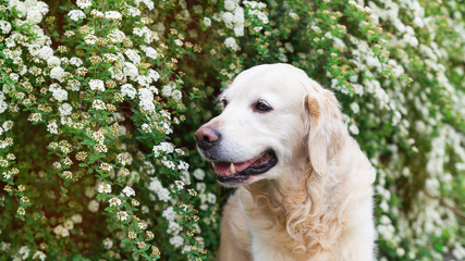 Happy lovely young golden retriever dog.