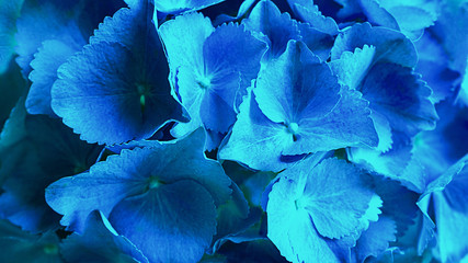Blue hydrangea flower Hydrangea macrophylla or hortensia flower blooming in a park and garden....