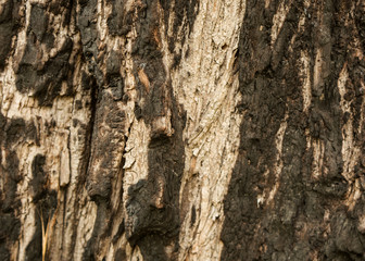  texture, wood, natural, beauty
