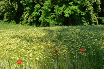 Anfang Sommer. Mohnblumen auf den Kornfeldern