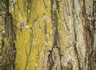  texture, wood, natural, beauty
