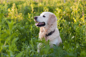 Happy smiling golden retriever puppy dog  in the green grass meadow in sunny summer morning. Pets care and happiness concept. Copy space background.