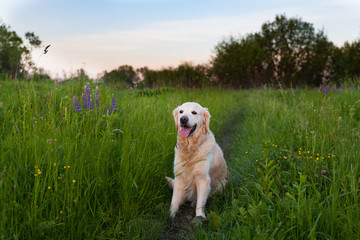 Happy smiling golden retriever puppy dog  in the purple lupine flowers meadow in sunny summer morning. Pets care and happiness concept. Copy space background.