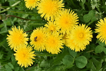 bee on dandelion