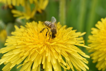 bee on dandelion