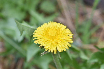 dandelion