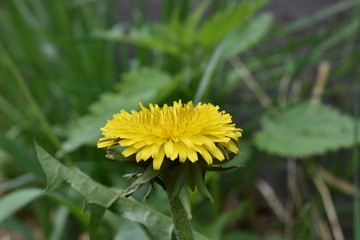 dandelion