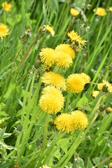 dandelions