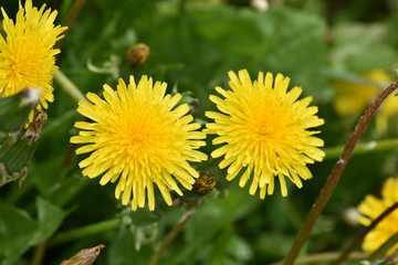 dandelions