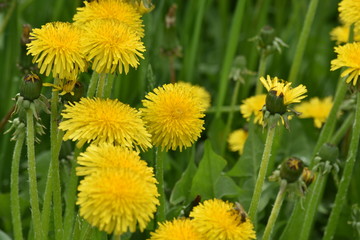 dandelions